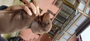 teckel de vânzare  - imagine 3 teckel de vânzare  - imagine 3