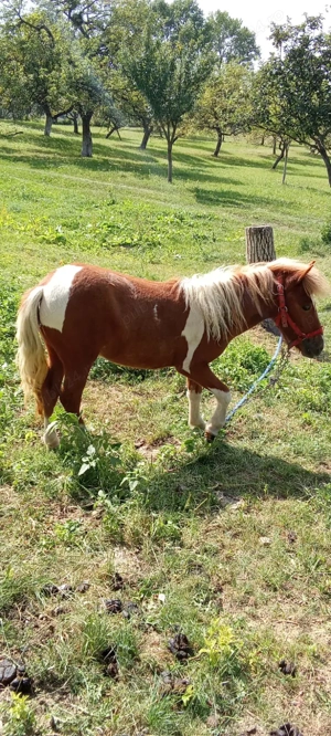 Vând ponei femelă de un an și două luni
