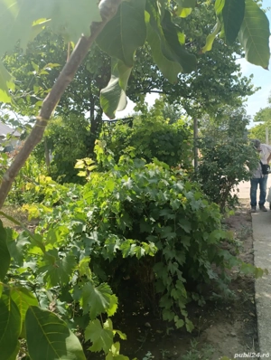 vând casă bătrânească  - imagine 10