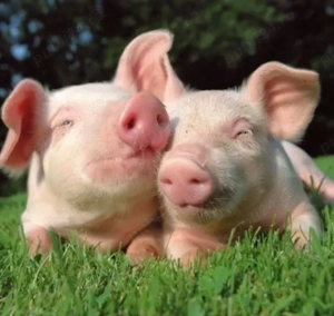 Vând porci rasa Landrace, 30-40 kg