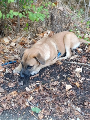 donez caine de rasa - imagine 2 donez caine de rasa - imagine 2