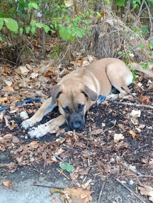 donez caine de rasa - imagine 3 donez caine de rasa - imagine 3