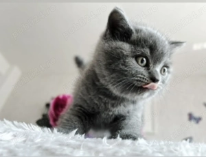 British shorhair - imagine 4