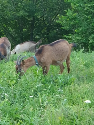 Capre Alpin francez de vanzare
