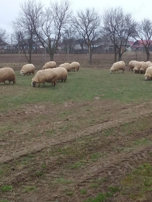 Vând oi de ținut! - imagine 2