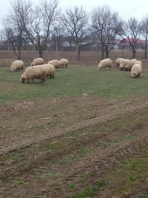 Vând oi de ținut! - imagine 3