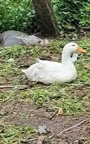 De vanzare 1 ratoi si 3 rate pekin 