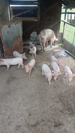 Purcei 6 saptamni - imagine 2