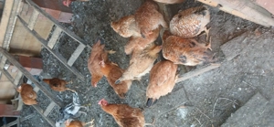 Vind pui tăiați  - imagine 3