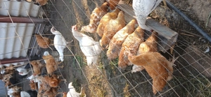 Vind pui tăiați  - imagine 4