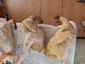 Vind pui tăiați  - imagine 2