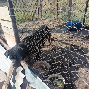 Vând Rottweiler 