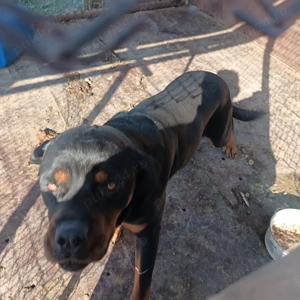 Vând Rottweiler  - imagine 2 Vând Rottweiler  - imagine 2