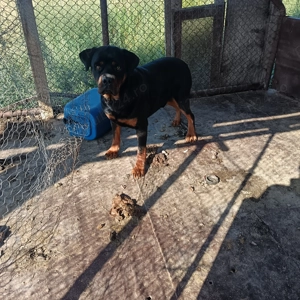 Vând Rottweiler  - imagine 3 Vând Rottweiler  - imagine 3