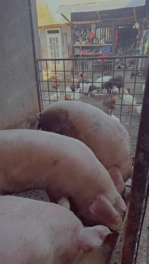 Vind porci de carne crescuți natural - imagine 3 Vind porci de carne crescuți natural - imagine 3
