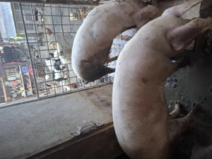 Vind porci de carne crescuți natural - imagine 2 Vind porci de carne crescuți natural - imagine 2