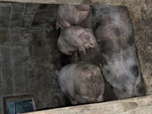 Vind porci de carne crescuți natural - imagine 5 Vind porci de carne crescuți natural - imagine 5