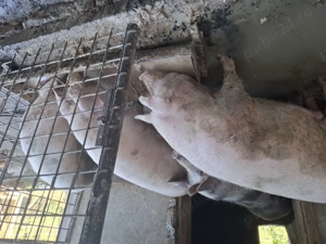 Vind porci de carne crescuți natural - imagine 4 Vind porci de carne crescuți natural - imagine 4
