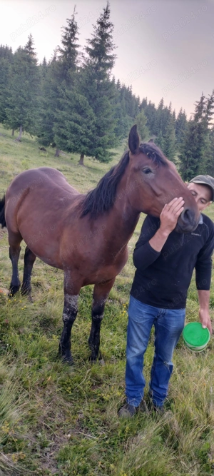 Mânz blând și cuminte 