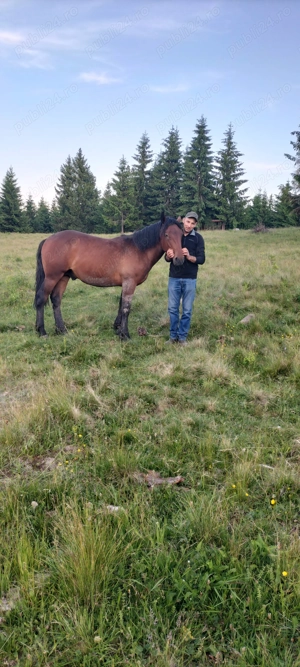 Mânz blând și cuminte  - imagine 2