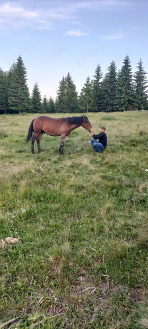 Mânz blând și cuminte  - imagine 3