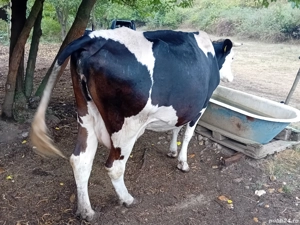 Vand 2 vaci BR - imagine 2