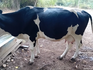 Vand 2 vaci BR - imagine 4