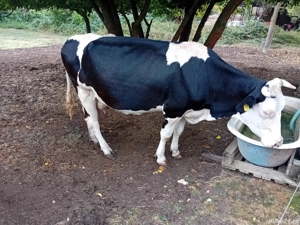 Vand 2 vaci BR - imagine 3