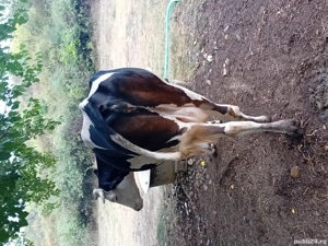 Vand 2 vaci BR - imagine 5