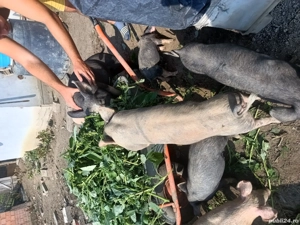 purcei de 10 săptămâni 