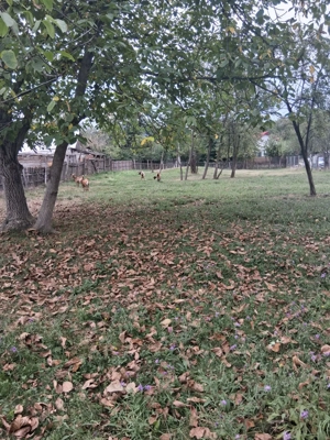 Teren intravilan de vânzare 