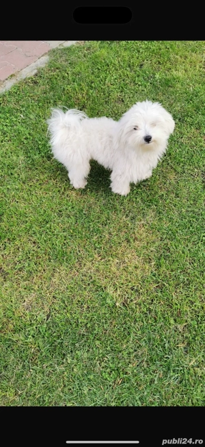 Vând cățel bichon maltese - imagine 3