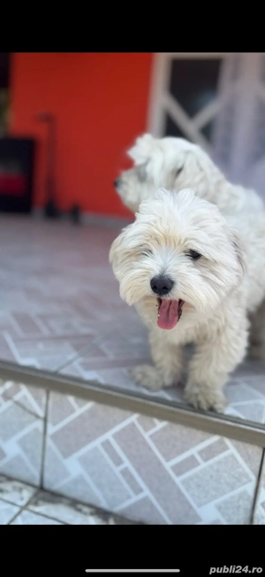 Vând cățel bichon maltese - imagine 4