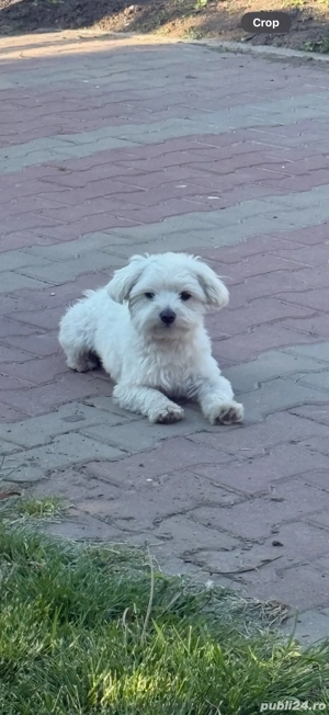 Vând cățel bichon maltese - imagine 2