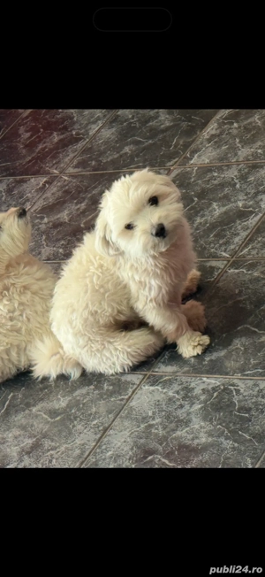 Vând cățel bichon maltese