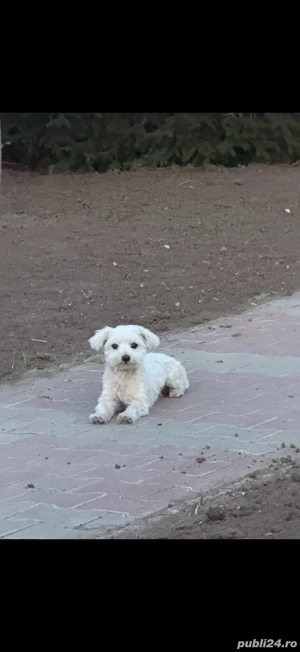 Vând cățel bichon maltese - imagine 5