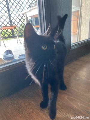 Pisicuță neagră adorabilă caută o casă iubitoare - imagine 2