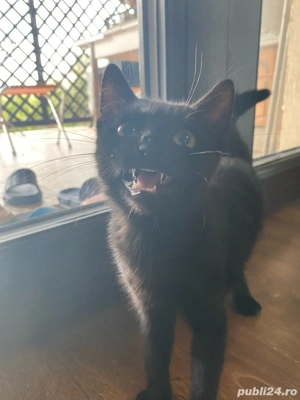 Pisicuță neagră adorabilă caută o casă iubitoare