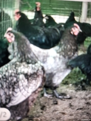 Vind puii de rasă Brahan 