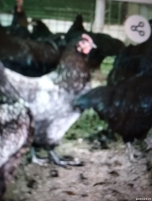 Vind puii de rasă Brahan  - imagine 2