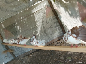 porumbei rotati  - imagine 2 porumbei rotati  - imagine 2