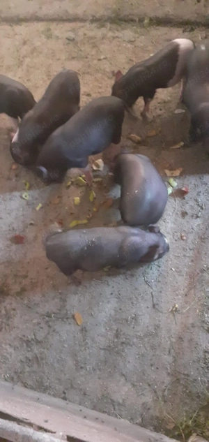 Vând porci și purcei vietnamezi