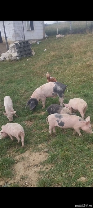 purcei și scroafe cu purcei 