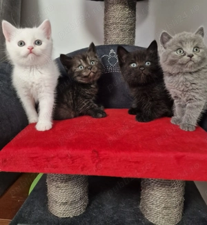 British shorthair Schottish fold 