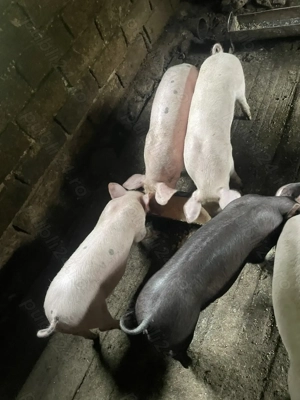 De vânzare.Relații la   