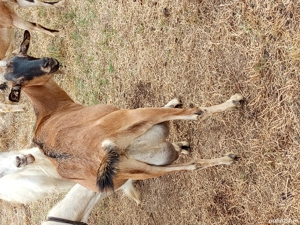 vand capre - imagine 3