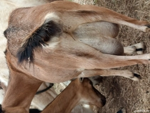 vand capre - imagine 4