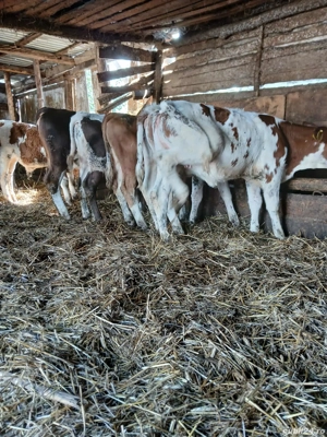 vand 18 vitai intarcati de 4 luni