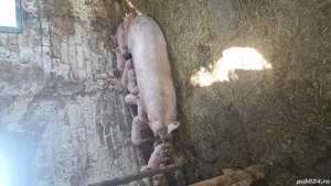 Vand Purcea cu 11 purcei