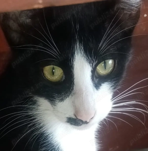 Cel mai DEȘTEPT motan - șase luni